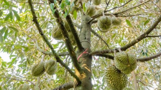 ទិន្នផល​ទុរេន​នៅ​តាម​បណ្ដា​ខេត្ត​មួយ​ចំនួន​រង​ផល​ប៉ះពាល់ ដោយសារ​អាកាសធាតុ​ក្តៅ