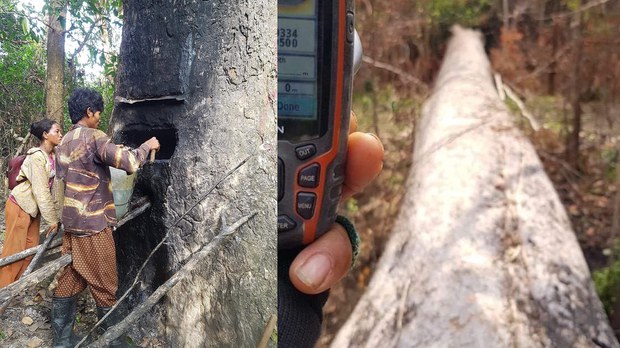 ពលរដ្ឋ ៥ភូមិ​ខេត្ត​ស្ទឹង​ត្រែង ស្នើ​ឱ្យ​អាជ្ញាធរ​ការពារ​ដើម​ច្បោះ​ជ័រទឹក​កំពុង​ប្រឈម​បាត់បង់​ក្នុង​ព្រៃ​ឡង់