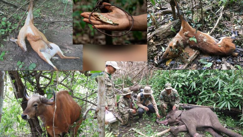 ប្រជា​សហគមន៍ និង​ក្រុម​អភិរក្ស​បារម្ភ​ការ​ប្រមាញ់​សត្វព្រៃ​នៅ​រដូវក្ដៅ​