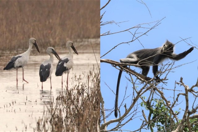សត្វស្លាបទឹក២៦ប្រភេទ និងស្វាព្រាម១០ក្បាល កំពុងរស់នៅតំបន់រ៉ាមសារស្ទឹងសែន