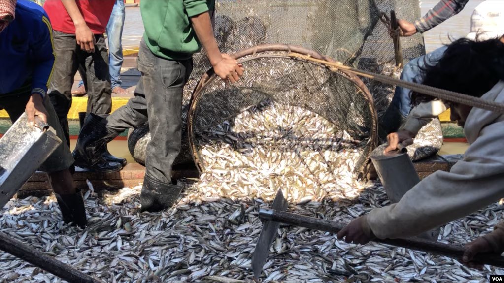 របាយការណ៍​ថ្មី​​ព្រមាន​​ពី​ការ​បន្ត​ធ្លាក់​ចុះ​​​ត្រី​ក្នុង​ទន្លេ​មេគង្គ​​ថែម​ទៀត បើ​គ្មាន​វិធានការ​ការពារ 