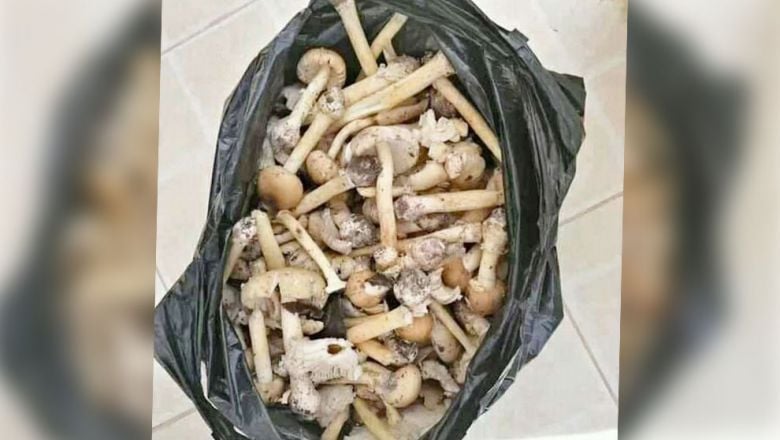 មនុស្ស ៤ នាក់ ​ក្នុង​គ្រួសារ​ពុល​ផ្សិត​ក្រោយ​ពី​បរិភោគ​រួច តែ​ត្រូវ​បាន​សមត្ថកិច្ច​សង្គ្រោះ​ទាន់​ពេល