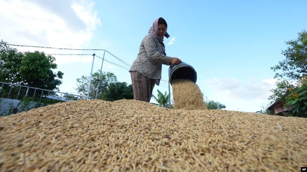 តម្លៃ​ស្រូវ​ធ្លាក់​ចុះ​បង្ក​ក្តីបារម្ភ​ដល់​កសិករ​បន្ថែម​​លើ​កង្វះ​ទឹក​ធ្វើ​ស្រែ​ប្រាំង 
