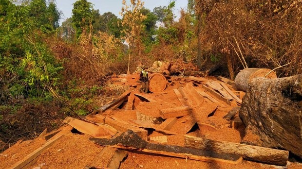 ក្រុម​យុវជន​រក​ឃើញ​ដើម​ច្បោះជ័រ​ជិត ១ពាន់​ដើម ត្រូវ​បាន​ជន​ល្មើស​លួច​កាប់​នៅ​ព្រៃ​ព្រះ​រកា​