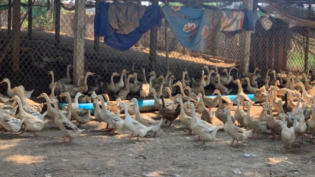 កសិករ​ចិញ្ចឹម​ទា​យក​ពង​លក់​នៅ​ខេត្ត​កណ្ដាល ត្អូញត្អែរ​ពី​តម្លៃ​ចុះថ្លៃ