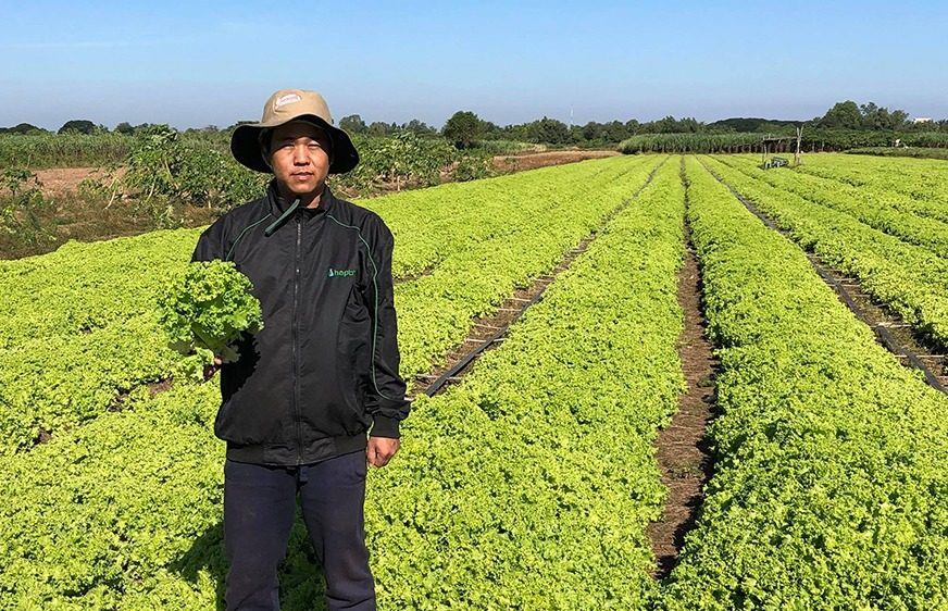 កសិករ​​មួយ​ចំនួន​​នៅ​​ខេត្ត​កណ្តាល​​ថា​ បន្លែ​​ពួក​​គាត់​​ប្រឈម​​នឹង​​ការ​​ឈូស​​ចោល​បើ​​នៅ​តែ​​ពុំ​​មាន​​ទី​ផ្សារ​