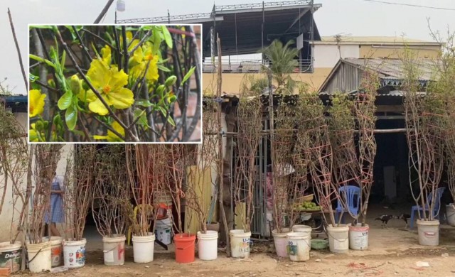 អ្នកលក់​ដើម​អង្គាសីល បារម្ភ​ខាតដើម​ទុន ព្រោះ​ឆ្នាំនេះ​លក់​មិនសូវ​ដាច់ និង​មាន​តម្លៃថោក