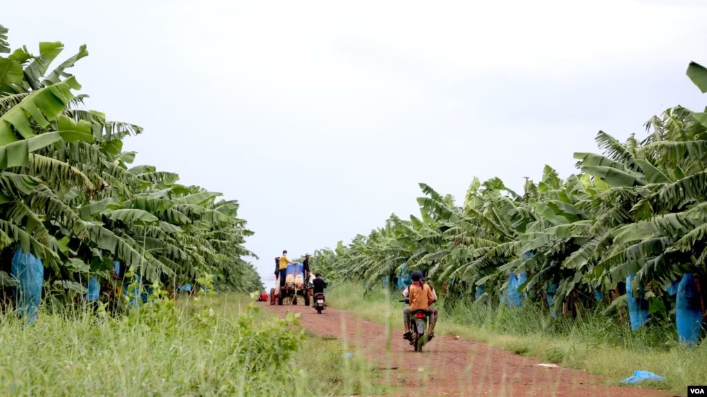 អភិបាល​ខេត្ត​រតនគិរី៖ កម្មករ​ចម្ការ​ចេក​ ១០​នាក់​ស្លាប់ ហើយ​អ្នក​ជំនាញ​កំពុង​ស្រាវជ្រាវ​រក​មូលហេតុ 