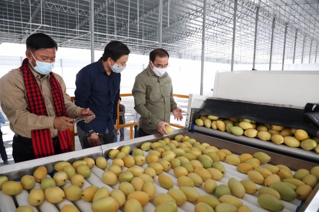 ក្រសួងកសិកម្ម ប្រកាស​ឲ្យ​អ្នក​ដាំ​ស្វាយ​ចុះបញ្ជី ដើម្បី​រក្សា​ស្ថិរភាព​តម្