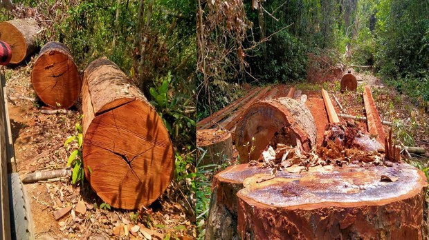 អាជ្ញាធរ​បង្ក្រាប​បទល្មើស​កាប់​ទន្ទ្រាន​ដី​ព្រៃ​ជាង​២​ម៉ឺន​ហិកតារ​ក្នុង​ខេត្ត​ចំនួន​៣