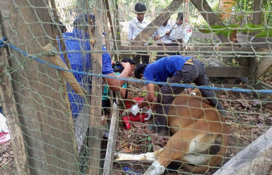អ្នកអភិរក្សព្រៃសង្ឃរុក្ខាវ័ន ព្រមានពីការបាត់បង់សត្វជិតផុតពូជ