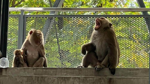 កម្ពុជា​ប្តេជ្ញា​រក​យុត្តិធម៌​ដល់​មន្ត្រីកសិកម្ម​ដែលអាមេរិក​ចាប់ខ្លួន​រឿងរត់ពន្ធ​សត្វស្វាក្តាម