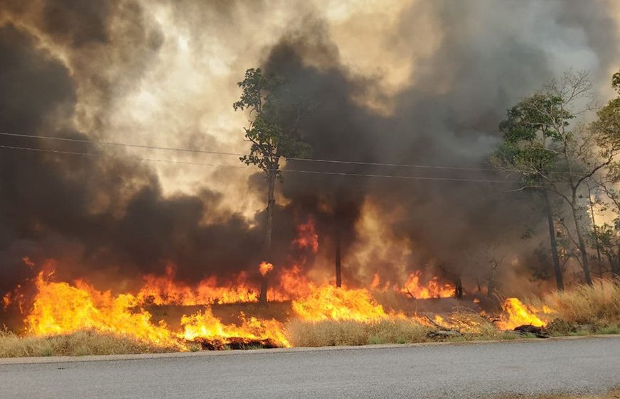 ឧទ្យាន​រាជ​បណ្ឌិត្យ​សភា​គ្រោងដាំ​ដើម​ឈើ​ឡើង​វិញ​ក្រោយ​ពេល​ភ្លើង​ឆេះ​
