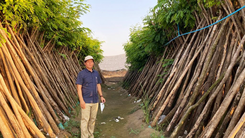 សាលាក្រុង​ត្រៀម​កូន​ធ្នង់​ប្រមាណ​ ១០ ​ម៉ឺន​ដើម​ ដាំ​នៅ​ឧទ្យាន​បឹង​តាមោក