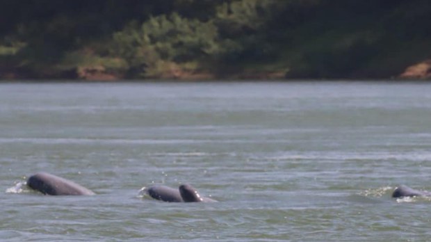  ក្រសួង​កសិកម្ម​រក​ឃើញ​កូន​ផ្សោត​មួយ​ក្បាល​ទើប​កើត​ថ្មី​នៅ​ខេត្ត​ក្រចេះ