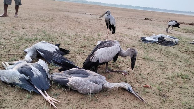 សត្វ​ស្លាប​ជិត​ផុត​ពូជ​នៅ​តំបន់​បឹងស្នេហ៍ ខេត្តព្រៃវែង​នៅតែ​ងាប់​ជា​បន្តបន្ទាប់​ទៀត​នៅ​សប្តាហ៍​​នេះ