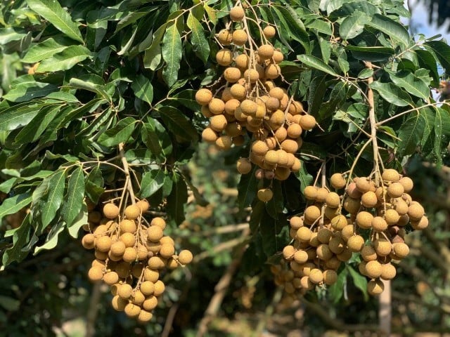 លោក វេង សាខុន ស្នើក្រុមហ៊ុនជប៉ុនសិក្សាលទ្ធភាពនាំចេញមៀនប៉ៃលិន 