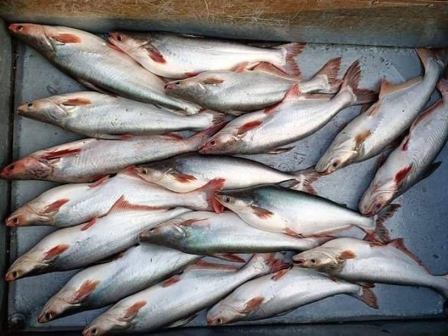 សមាគម​វា​រី​វប្បករ​កម្ពុជា ទាមទារ​ឱ្យ​ក្រសួងកសិកម្ម​ពិនិត្យ​ឱ្យបាន​ខ្ពស់​លើ​គុណភាព​ត្រី នាំចូល​ពី​វៀតណាម 