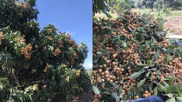  កសិករ​ដាំ​មៀន​ចោទ​សហគមន៍​មៀន​ប៉ៃលិន​ថា បង្កើត​កុង​ត្រា​កេង​ប្រវ័ញ្ច និង​ទម្លាក់​តម្លៃ​មៀន​របស់​ពួក​គាត់