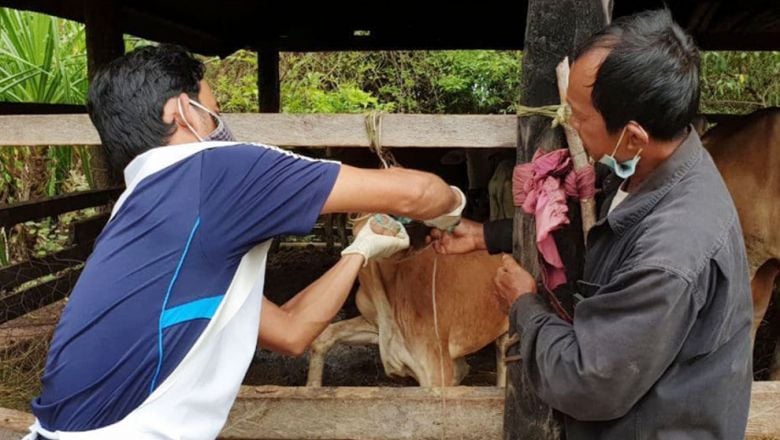 ចិន​ផ្តល់​វ៉ាក់សាំង​អុតក្តាម សម្រាប់​ចាក់​គោ​ក្របី​ចំនួន ១០ ម៉ឺន​ដូស​ដល់​កម្ពុជា