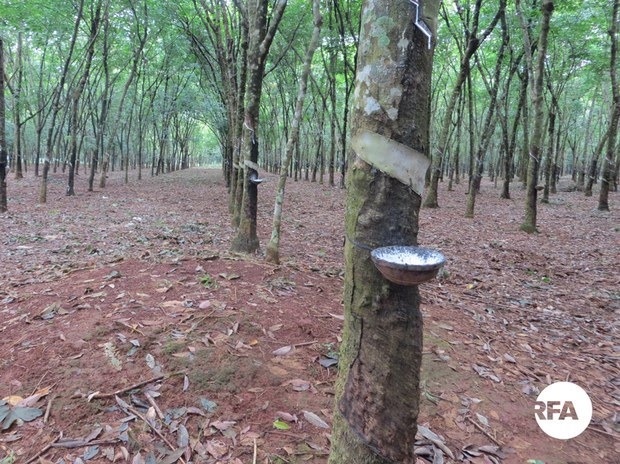 រដ្ឋាភិបាល​គួរ​មាន​កន្លែង​កែច្នៃ​ជ័រ​កៅស៊ូ​នៅ​ក្នុង​ស្រុក​ដើម្បី​ឱ្យ​តម្លៃ​កៅស៊ូ​មាន​ភាព​ទៀងទាត់