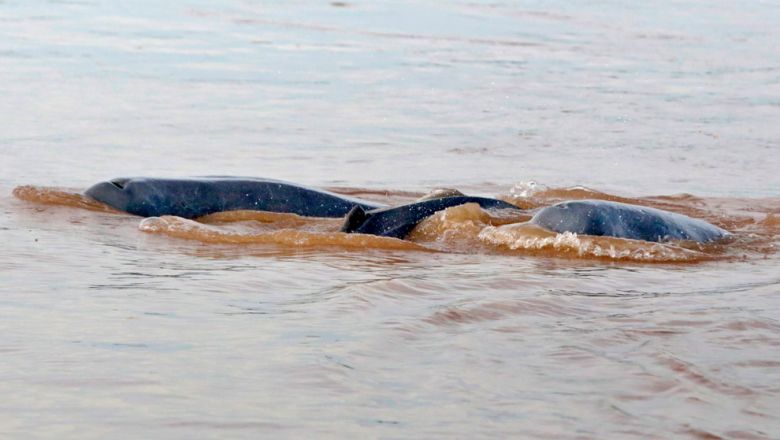 អាជ្ញាធរ​រៀបចំ​សង់​ប៉ុស្តិ៍​បណ្ដែត​ទឹក​ការពារ​ផ្សោត