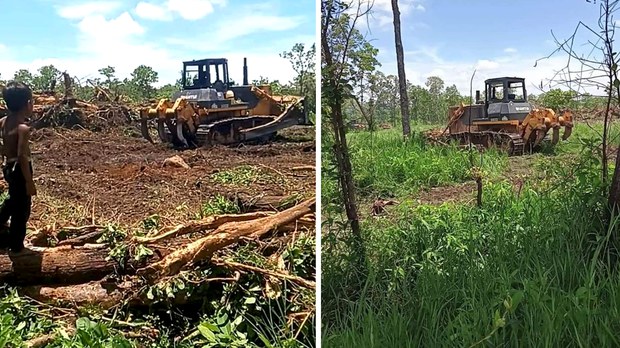 សត្វព្រៃ​ជាច្រើន​ក្បាល​បាត់បង់​ជម្រក​ ក្រោយ​ក្រុមហ៊ុន​ចិន​សម្រុក​កាប់​ឈើ​ក្នុង​ព្រៃ​សហគមន៍​ឃុំ​ក្បាល​រមាស ​ខេត្តស្ទឹងត្រែង